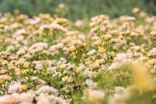Rosa 'Yellow Fairy' C2 10-15