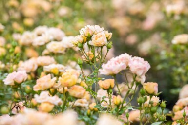 Rosa 'Yellow Fairy' C2 10-15