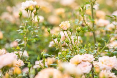 Rosa 'Yellow Fairy' C2 10-15