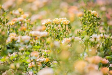 Rosa 'Yellow Fairy' C2 10-15