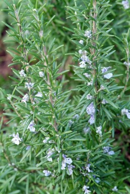 Rozemarijn Rosmarinus officinalis 5-10 Pot P9 Rosmarinus officinalis