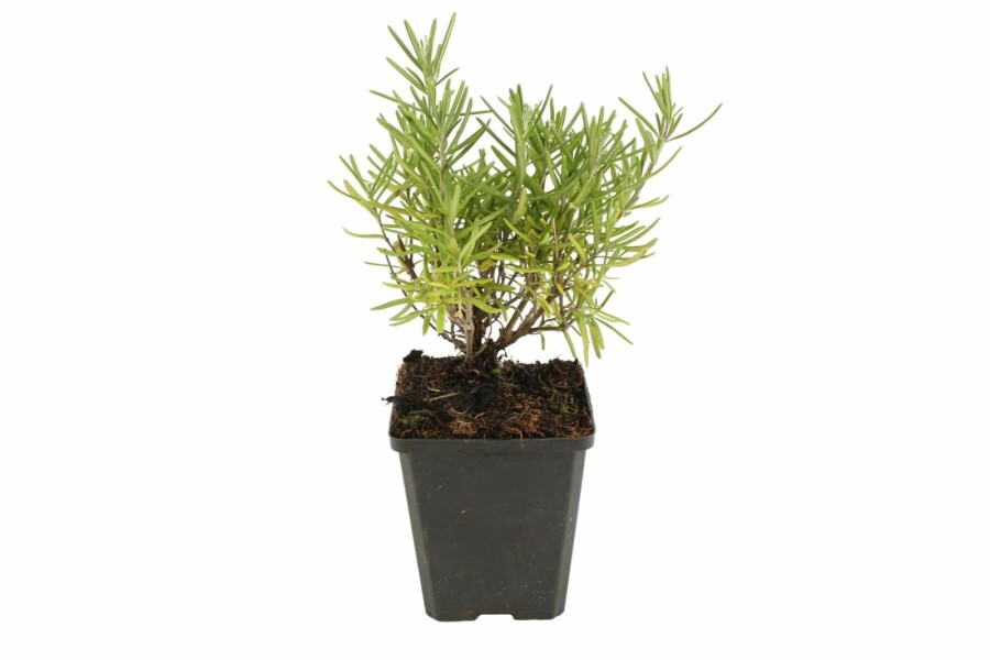 Rozemarijn Rosmarinus officinalis 5-10 Pot P9 Rosmarinus officinalis