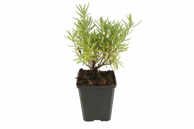Rozemarijn Rosmarinus officinalis 5-10 Pot P9 Rosmarinus officinalis