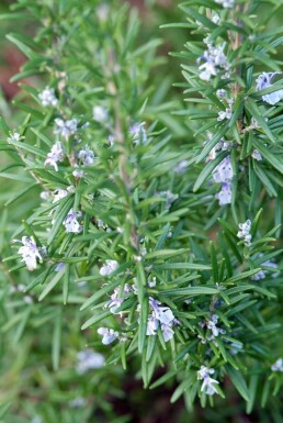 Rozemarijn Rosmarinus officinalis 5-10 Pot P9 Rosmarinus officinalis