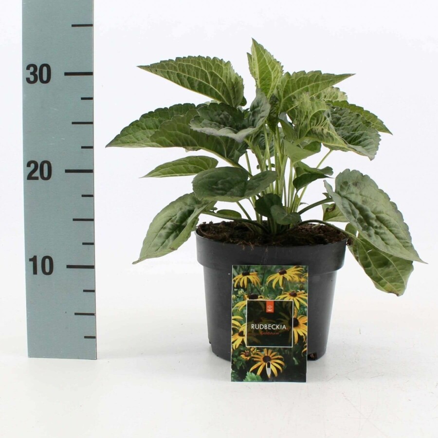 Zonnehoed Rudbeckia fulgida 'Goldsturm' 10-15 Pot C2 Rudbeckia fulgida 'Goldsturm'