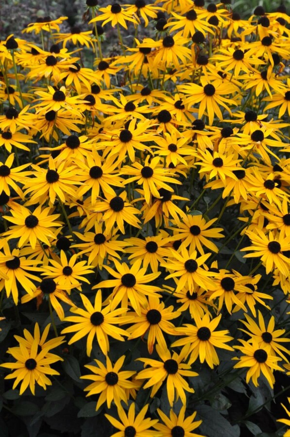 Zonnehoed Rudbeckia fulgida 'Goldsturm' 10-15 Pot C2 Rudbeckia fulgida 'Goldsturm'