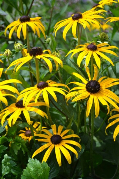 Zonnehoed Rudbeckia fulgida 'Goldsturm' 5-10 Pot P9 Rudbeckia fulgida 'Goldsturm'