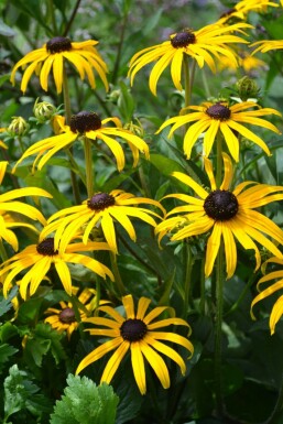 Zonnehoed Rudbeckia fulgida 'Goldsturm' 5-10 Pot P9 Rudbeckia fulgida 'Goldsturm'