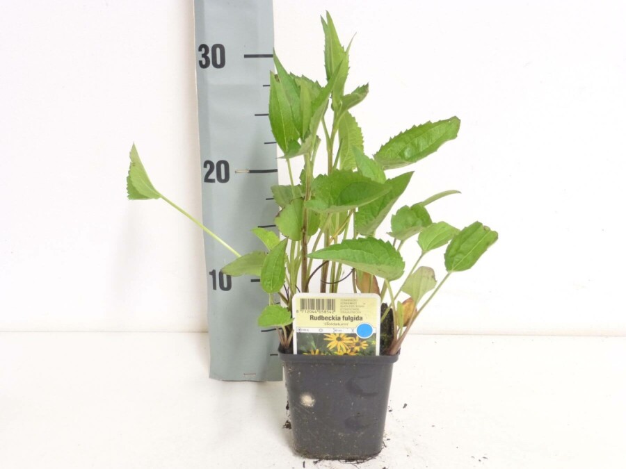 Zonnehoed Rudbeckia fulgida 'Goldsturm' 5-10 Pot P9 Rudbeckia fulgida 'Goldsturm'