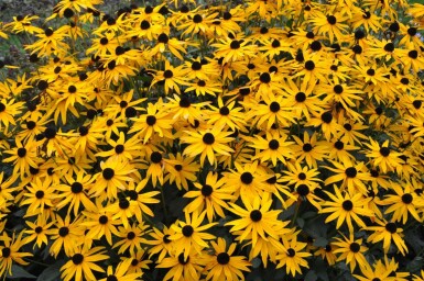 Zonnehoed Rudbeckia fulgida 'Goldsturm' 5-10 Pot P9 Rudbeckia fulgida 'Goldsturm'