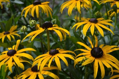 Zonnehoed Rudbeckia fulgida 'Goldsturm' 5-10 Pot P9 Rudbeckia fulgida 'Goldsturm'