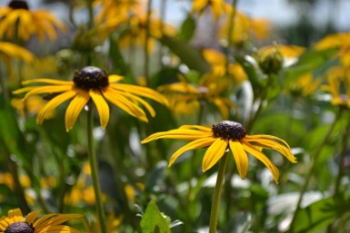 Zonnehoed Rudbeckia fulgida 'Goldsturm' 5-10 Pot P9 Rudbeckia fulgida 'Goldsturm'