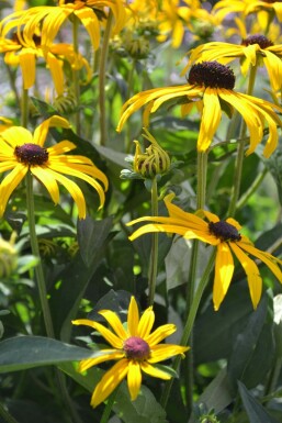 Zonnehoed Rudbeckia fulgida 'Goldsturm' 5-10 Pot P9 Rudbeckia fulgida 'Goldsturm'