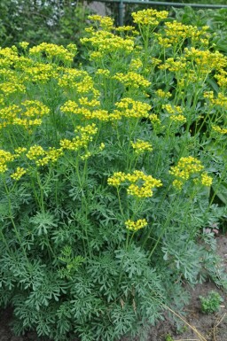 Wijnruit Ruta graveolens 5-10 Pot P9 Ruta graveolens