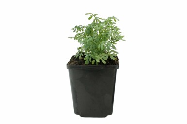Wijnruit Ruta graveolens 5-10 Pot P9 Ruta graveolens