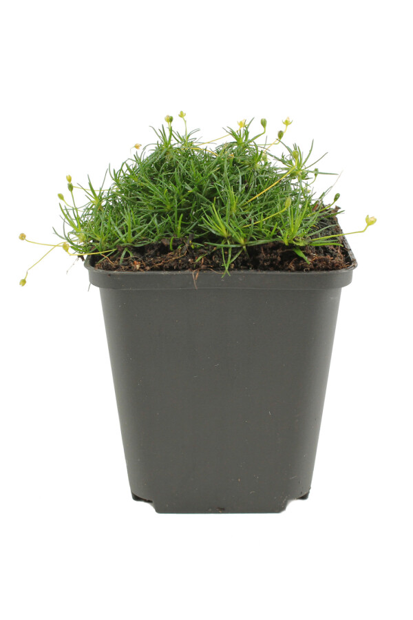 Priemvetmuur Sagina subulata 5-10 Pot P9 Sagina subulata