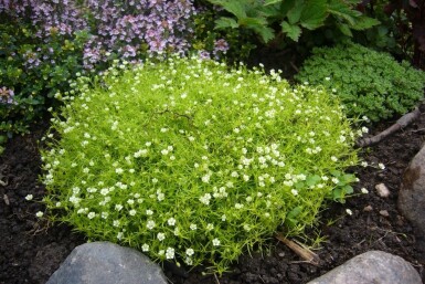 Priemvetmuur Sagina subulata 5-10 Pot P9 Sagina subulata