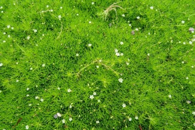 Priemvetmuur Sagina subulata 5-10 Pot P9 Sagina subulata