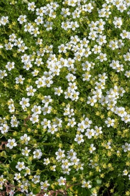 Priemvetmuur Sagina subulata 5-10 Pot P9 Sagina subulata