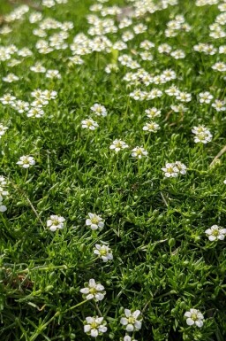 Priemvetmuur Sagina subulata 5-10 Pot P9 Sagina subulata