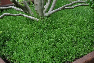 Priemvetmuur Sagina subulata 5-10 Pot P9 Sagina subulata