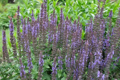 Salie Salvia nemorosa 'Blaukonigin' 5-10 Pot P9 Salvia nemorosa 'Blaukonigin'