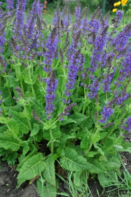 Salie Salvia nemorosa 'Mainacht' 5-10 Pot P9 Salvia nemorosa 'Mainacht'