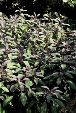 Purperkleurige salie Salvia officinalis 'Purpurascens' 5-10 Pot P9 Salvia officinalis 'Purpurascens'
