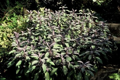 Purperkleurige salie Salvia officinalis 'Purpurascens' 5-10 Pot P9 Salvia officinalis 'Purpurascens'