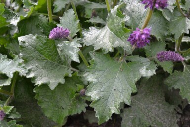 Kranssalie Salvia verticillata 'Purple Rain' 5-10 Pot P9 Salvia verticillata 'Purple Rain'