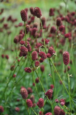 Pimpernel Sanguisorba officinalis 'Tanna' 5-10 Pot C2 Sanguisorba officinalis 'Tanna'
