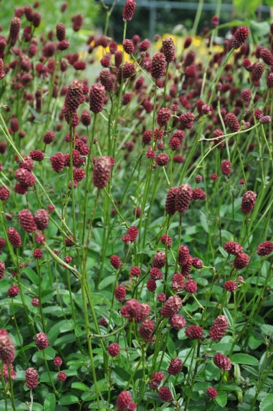 Pimpernel Sanguisorba officinalis 'Tanna' 5-10 Pot P9 Sanguisorba officinalis 'Tanna'