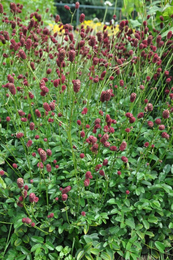 Pimpernel Sanguisorba officinalis 'Tanna' 5-10 Pot P9 Sanguisorba officinalis 'Tanna'