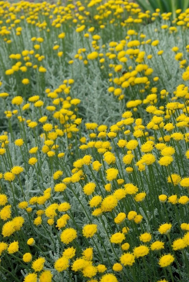 Heiligenbloem Santolina chamaecyparissus 10-15 Pot C2 Santolina chamaecyparissus