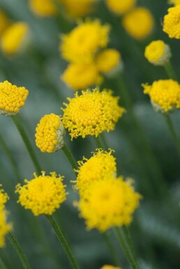 Heiligenbloem Santolina chamaecyparissus 10-15 Pot C2 Santolina chamaecyparissus