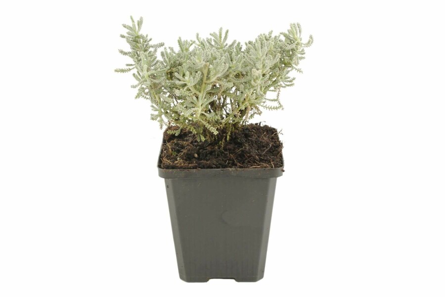 Heiligenbloem Santolina chamaecyparissus 5-10 Pot P9 Santolina chamaecyparissus