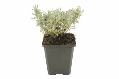 Heiligenbloem Santolina chamaecyparissus 5-10 Pot P9 Santolina chamaecyparissus