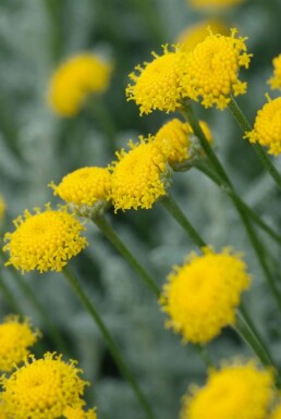 Heiligenbloem Santolina chamaecyparissus 5-10 Pot P9 Santolina chamaecyparissus