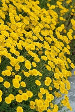 Heiligenbloem Santolina chamaecyparissus 5-10 Pot P9 Santolina chamaecyparissus