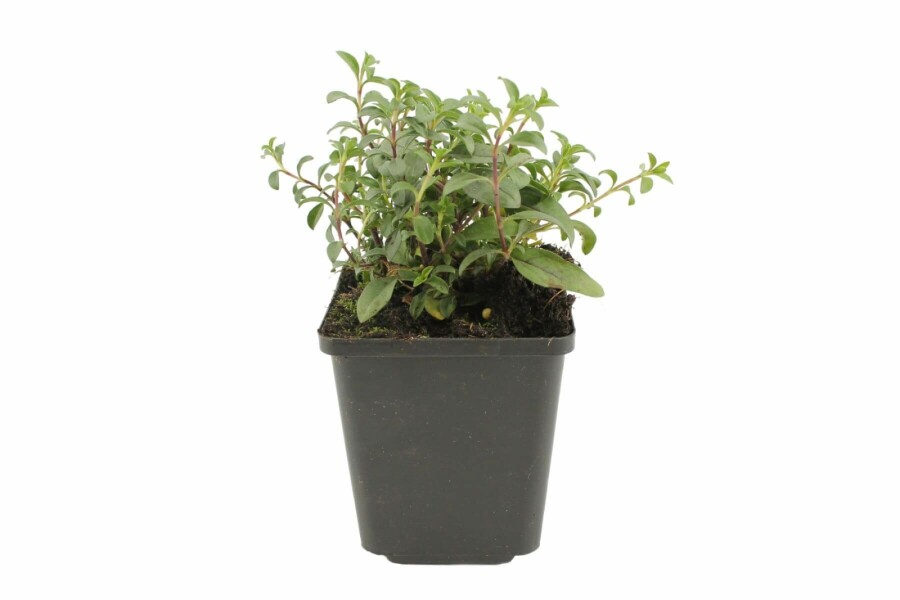 Zeepkruid Saponaria ocymoides 5-10 Pot P9 Saponaria ocymoides