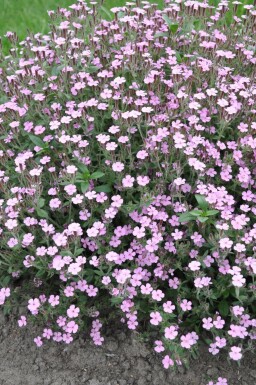 Zeepkruid Saponaria ocymoides 5-10 Pot P9 Saponaria ocymoides