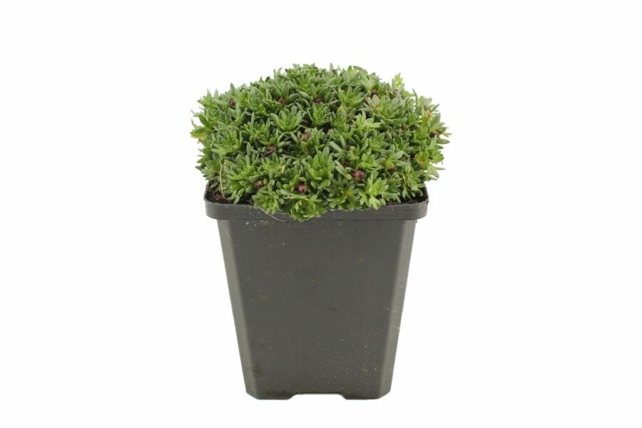 Mossteenbreek Saxifraga 'Peter Pan' 5-10 Pot P9 Saxifraga 'Peter Pan'