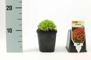Saxifraga (A) 'Purpurteppich'