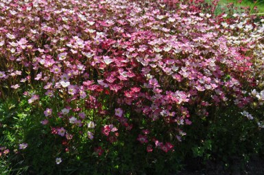 Steenbreek Saxifraga (A) 'Purpurteppich' 5-10 Pot P9 Saxifraga (A) 'Purpurteppich'