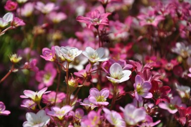 Steenbreek Saxifraga (A) 'Purpurteppich' 5-10 Pot P9 Saxifraga (A) 'Purpurteppich'