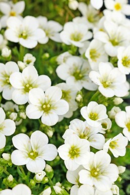 Steenbreek Saxifraga (A) 'Schneeteppich' 5-10 Pot P9 Saxifraga (A) 'Schneeteppich'