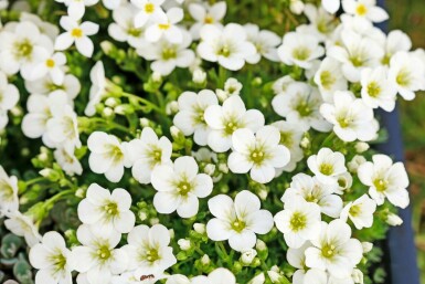 Steenbreek Saxifraga (A) 'Schneeteppich' 5-10 Pot P9 Saxifraga (A) 'Schneeteppich'