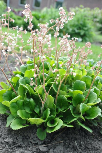 Schildersverdriet Saxifraga urbium 5-10 Pot P9 Saxifraga urbium