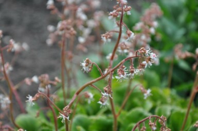 Schildersverdriet Saxifraga urbium 5-10 Pot P9 Saxifraga urbium