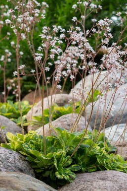 Schildersverdriet Saxifraga urbium 'Variegata' 5-10 Pot P9 Saxifraga urbium 'Variegata'